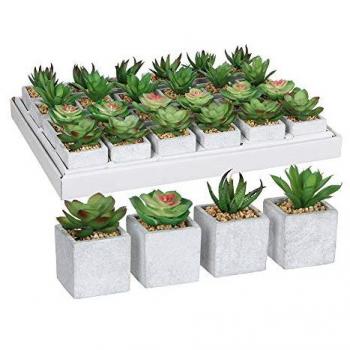 Plantes Succulentes Mica - 4 Variétés - Effet Naturel - 8x5cm