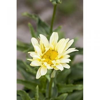 Gelbe Margeriten „Banana Cream“ – 9 × 9 cm Topf