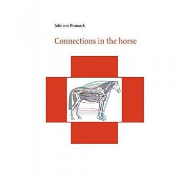 Connections in the horse