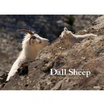 Dall Sheep by Tomohiro Uemura