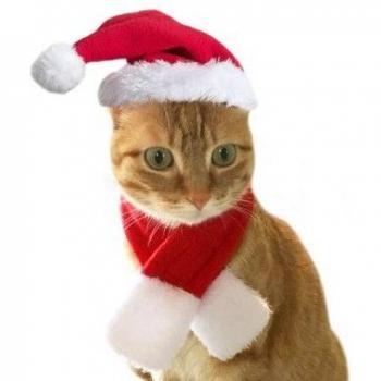 Bufanda y Sombrero Santa Paws