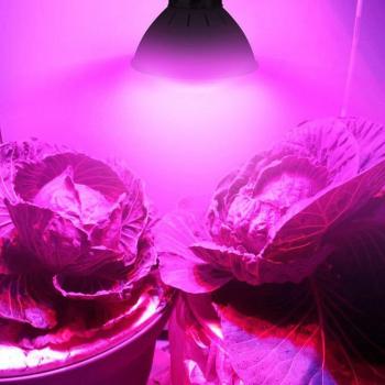 Éclairage LED E27 200 W pour Culture Hydroponique