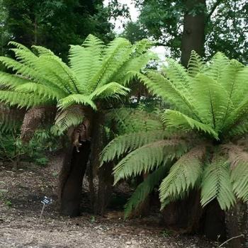 Hardy Dicksonia Jungle Tree Fern 30 cm