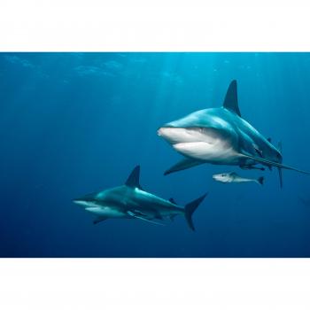Schwarzer Hai & Delfin – Unterwasser-Fototapete von Papermoon