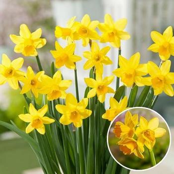 FloraStore Narcisse Tête-à-Tête x50 - Bulbes de Jonquille