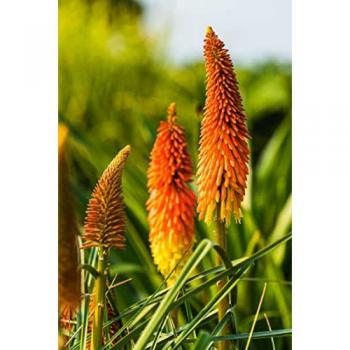 Graines de Tritome - Faux Aloé - Kniphofia - 60 unités