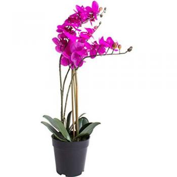 Kunstorchidee Orchidee Bora, Botanic-Haus, Höhe 60 cm