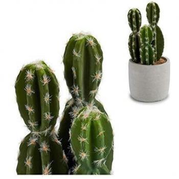 Cactus Ibergarden 10 X 22 X 10 Cm