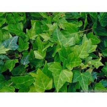 Pianta Rampicante Hedera Helix Shamrock in Vaso 17cm