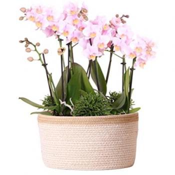 Set de plantation rose Kolibri Orchidés dans panier en coton, réserve d'eau intégrée