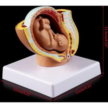Feto Humano 9 Meses Modelo Médico 634B