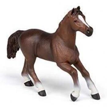 Papo Anglo-Arab Mare