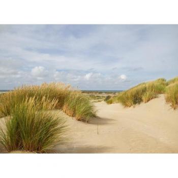 Papermoon Dunes Grass Wandtapete – Premium‑Kleister gratis
