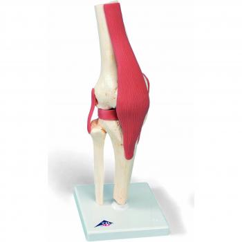 3B Scientific A82/1 Modelo Anatómico Humano - Articulación de la Rodilla