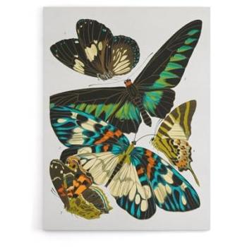 Eugene Seguy’s Floral Wings – 12x16 Canvas Art
