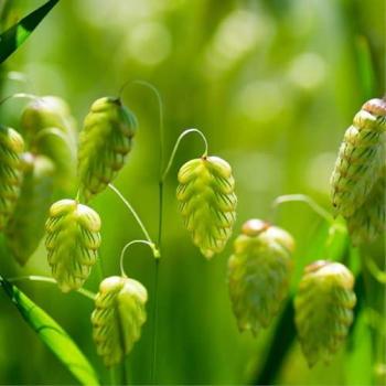 Grande Brize Old Garden Grass Seeds