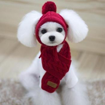 Winter Striped Knit Dog Costume