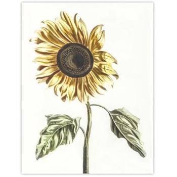 Artery8 Sunflower Classic Floral Canvas – 24 x 32, White Frame
