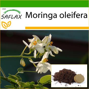Saflax - Semillas de Moringa con sustrato - 10 unidades
