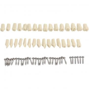 Muestra de Enseñanza Dental 32 Dientes