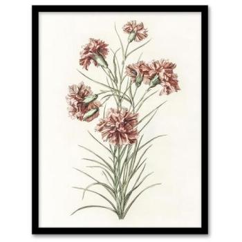 Teyler’s Six Carnations – A4 Framed Vintage Illustration for Walls