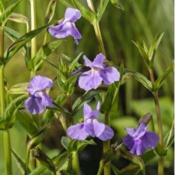 Blauwe maskerbloem (Mimulus ringens)