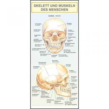 Skelett und Muskeln des Menschen. Leporello-Klappkarte
