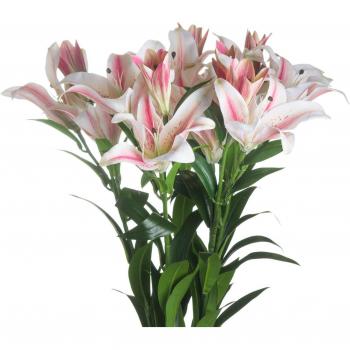 Stargazer Lily