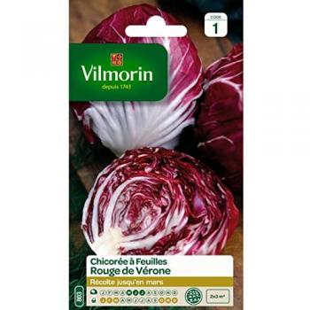 Sachet de graines de chicorée à larges feuilles rouges de Vérone