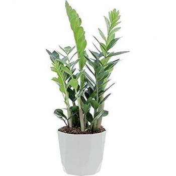 Kentis Zamioculcas Zamiifolia con Vaso Grigio Eco, Altezza 50-60 cm, Diametro Vaso 17 cm