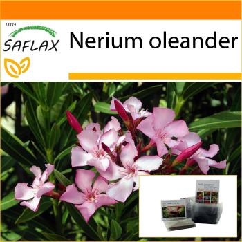 SAFLAX - Garden in the Bag - Oleander - 50 zaden - Met substraat in bijpassend stazakje