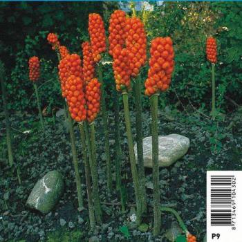 Arum italien