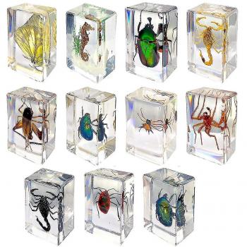 Especímenes de Insectos en Resina 11 Unidades