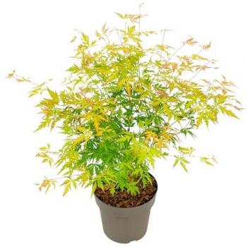Roślinny płyn do mycia – Florastore