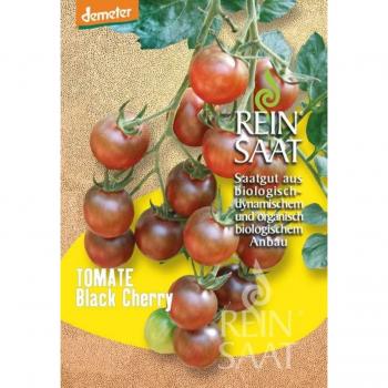 ReinSaat Black Cherry Tomato