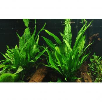 Microsorum pteropus auf großer Mangroven Wurzel XL