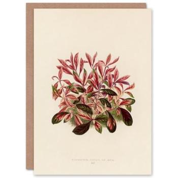 Benjamin Fawcett Artery8 Art Card: Dwarf Copperleaf in Beige – Vintage Botanical