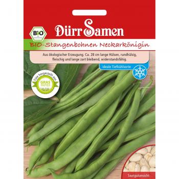 Fagiolo Rampicante Neckar Queen Dürr Samen