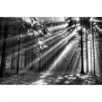 Papermoon Fototapete Wood Glade (glatt)