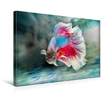 Liselotte Brunner‑Klaus: Calvendo Textil‑Leinwand 45 x 30 cm – Kampffisch im Querformat