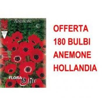 Anemoni Hollandia - Offerta 180 Bulbi di Anemone