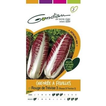 Chicorée de Trévise rouge – Gondian 3