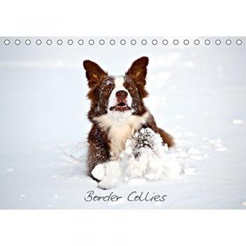 Border Collies