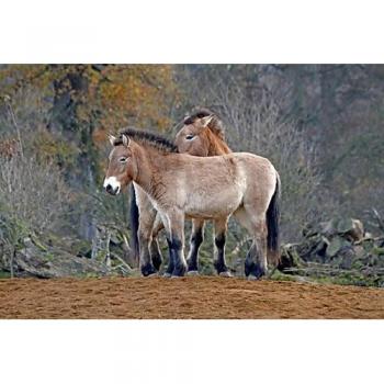 CALVENDO Premium Textil-Leinwand 75 x 50 cm Quer-Format Przewalski-Pferde, Leinwanddruck von Antje Lindert-Rottke