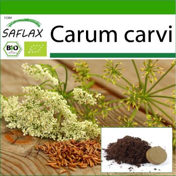 SAFLAX - Graines de Carvi Bio - 800 Unités avec Terreau
