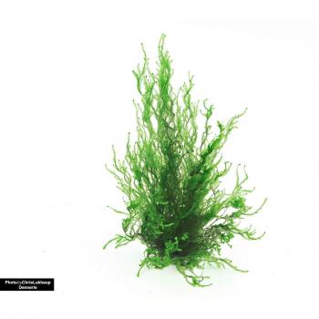 Flame Moss Plant‑It