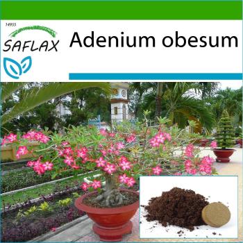 Bonsai Rosa del Deserto - 8 semi con substrato per una migliore coltivazione - Adenium obesum