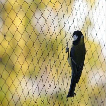 Caring Anti-Bird Netting