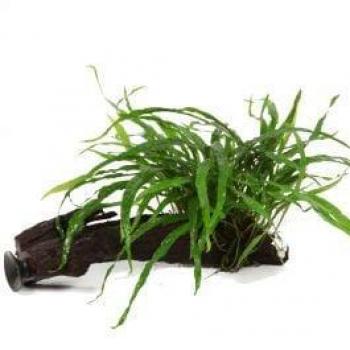 Tropica növény - Microsorum pteropus Narrow vasfán tapadókoronggal