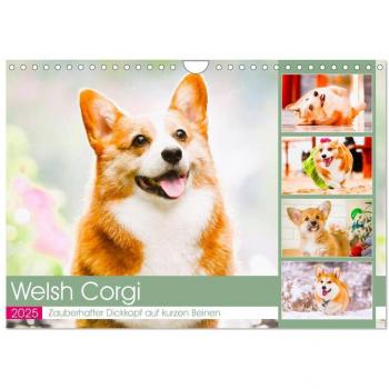Welsh Corgi. Zauberhafter Dickkopf auf kurzen Beinen (Wandkalender 2025 DIN A4 quer) CALVENDO Monatskalender
